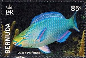 Stamp, Queen parrotfish, Bermuda,  , Fishes