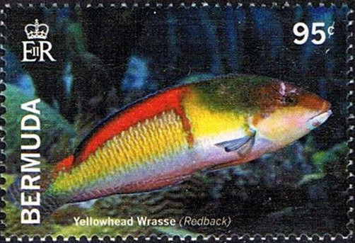 Yellowhead wrasse