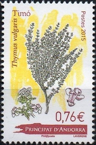 Thymus vulgaris