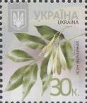 European Ash - Fraxinus excelsior