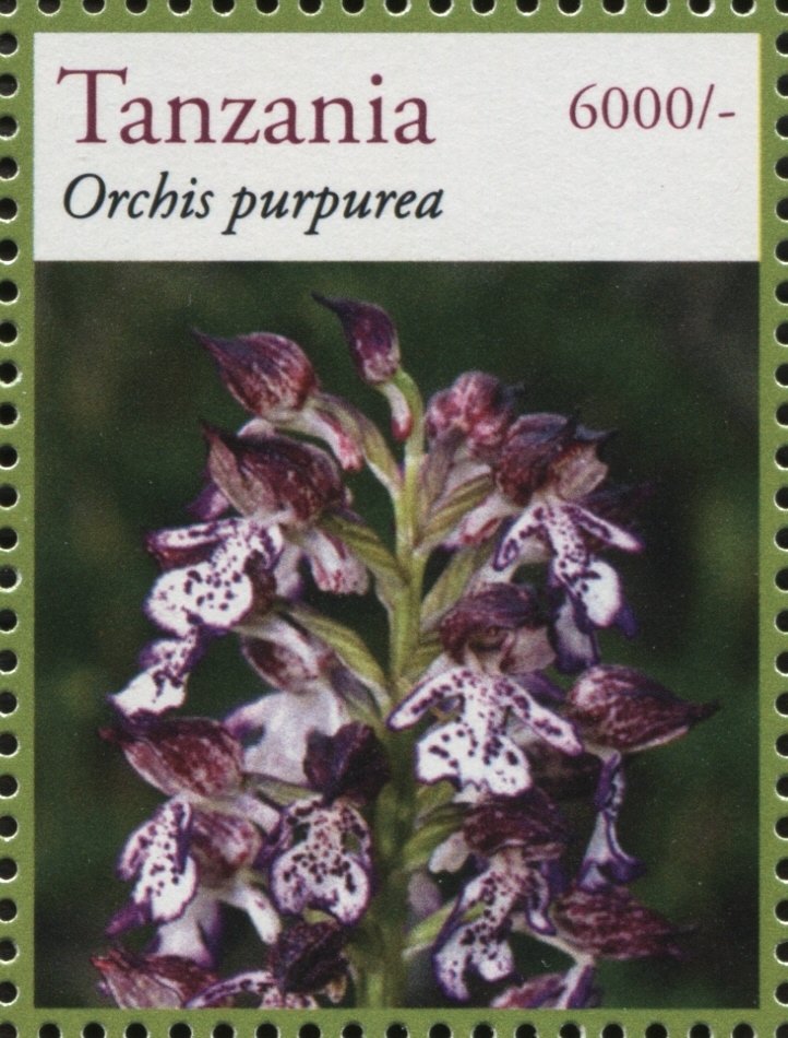 Orchis purpurea