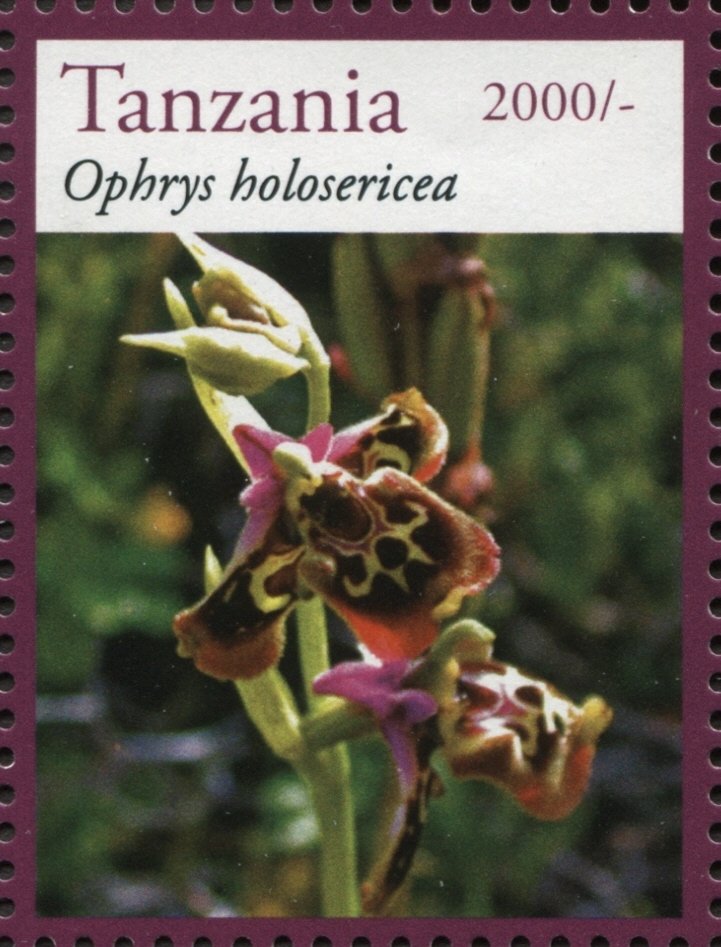 Ophrys holosericea