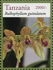 Stamp, Bulbophyllum guttulatum, Tanzania,  , Flowers, Orchids, Plants (Flora)