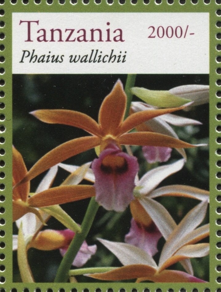 Phaius wallichii