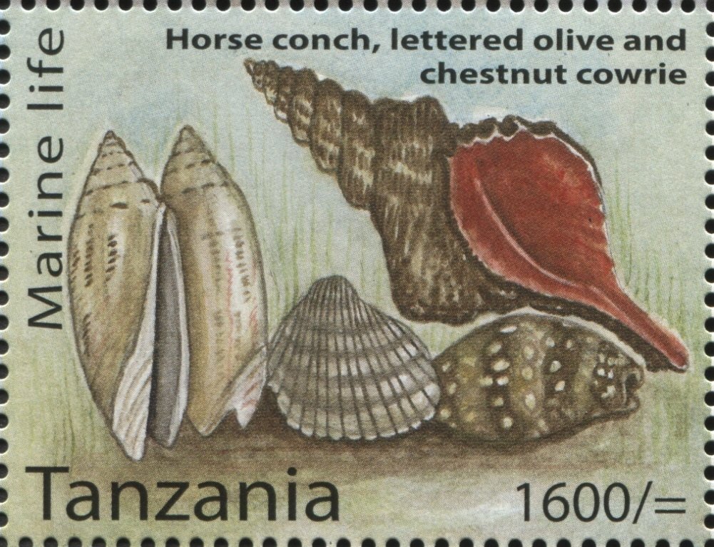 Florida Horse Conch (Triplofusus giganteus), Lettered Olive 