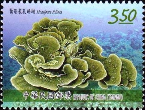 Montipora foliosa