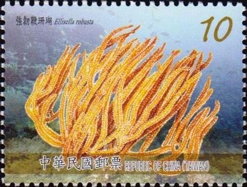 Ellisella robusta
