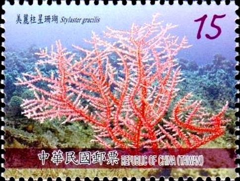 Stylaster gracilis