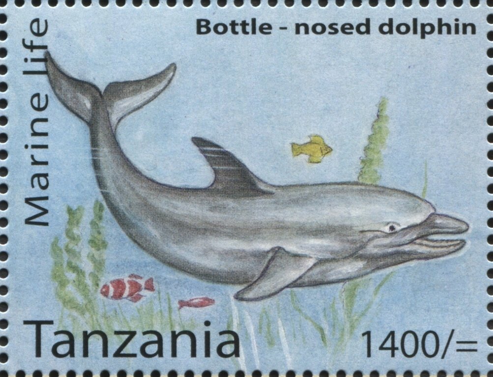 Bottlenose Dolphin (Tursiops sp.)