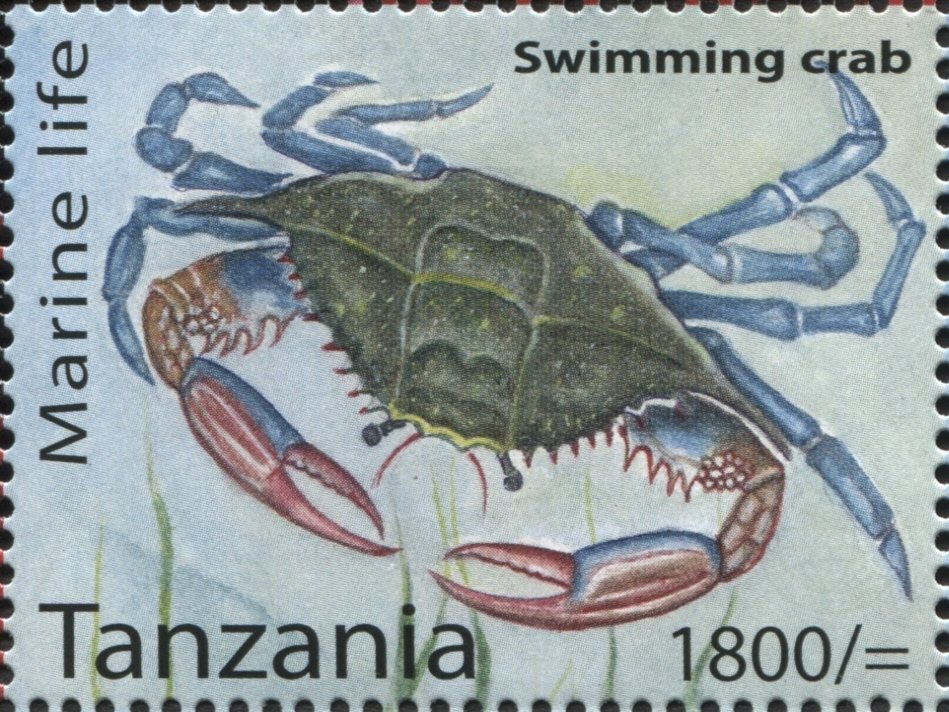 Swimming crab