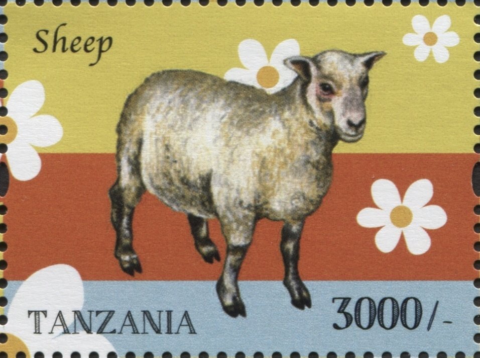 Domestic Sheep (Ovis ammon aries)