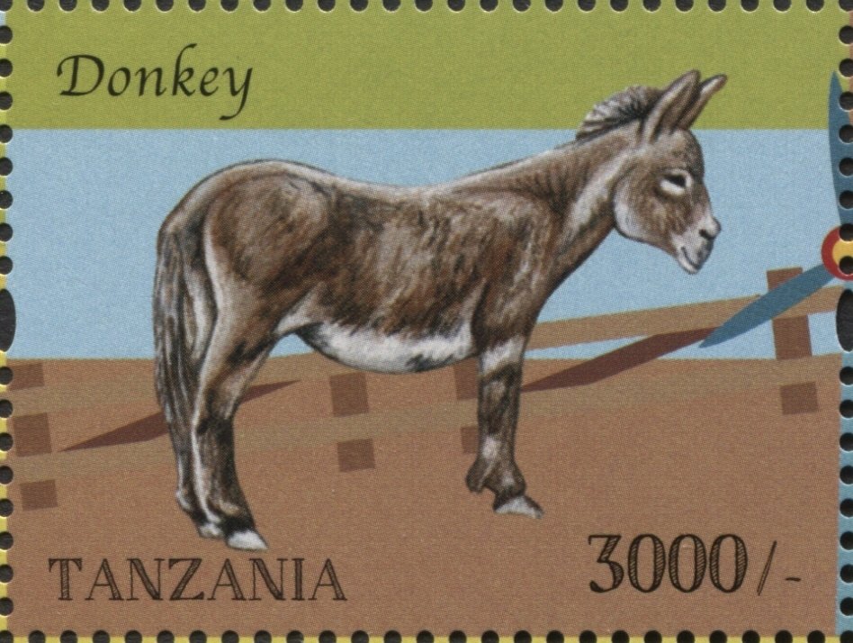 Donkey (Equus asinus asinus)