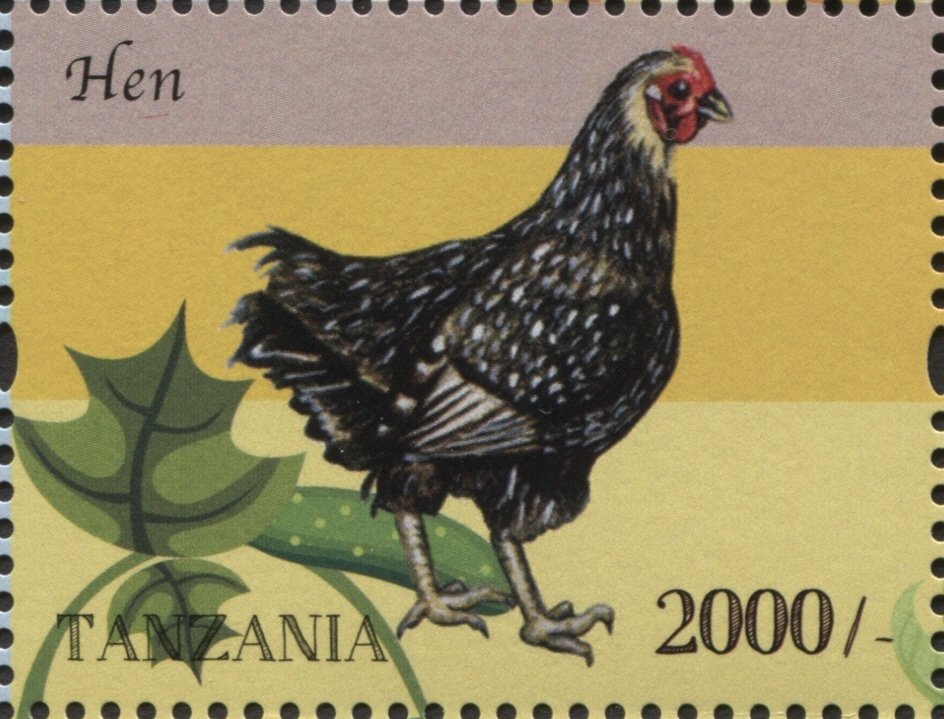 Hen (Gallus gallus domesticus)