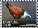African Jacana (Actophilornis africanus)