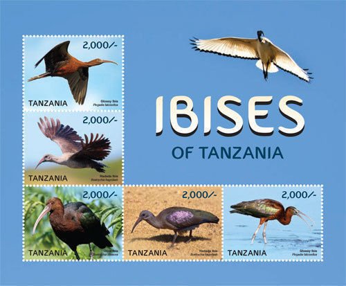Ibises of Tanzania