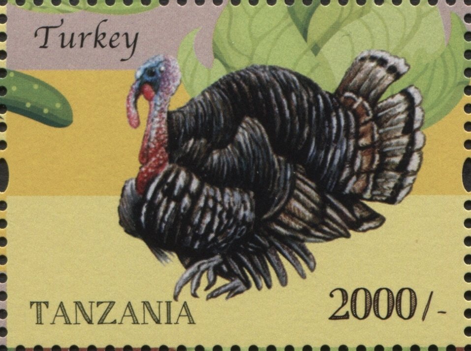 Domesticated Turkey (Meleagris gallopavo)