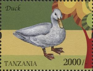 Stamp, Domestic Duck (Anas platyrhynchos domestica), Tanzania,  , Animals (Fauna), Birds, Ducks