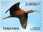 Glossy Ibis (Plegadis falcinellus)