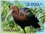 Olive Ibis (Bostrychia olivacea)