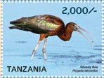 Glossy Ibis (Plegadis falcinellus)