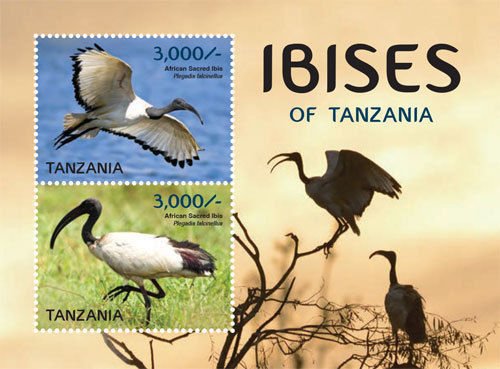 African Sacred Ibis (Threskiornis aethiopicus)
