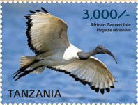 African Sacred Ibis (Threskiornis aethiopicus)