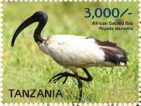 African Sacred Ibis (Threskiornis aethiopicus)