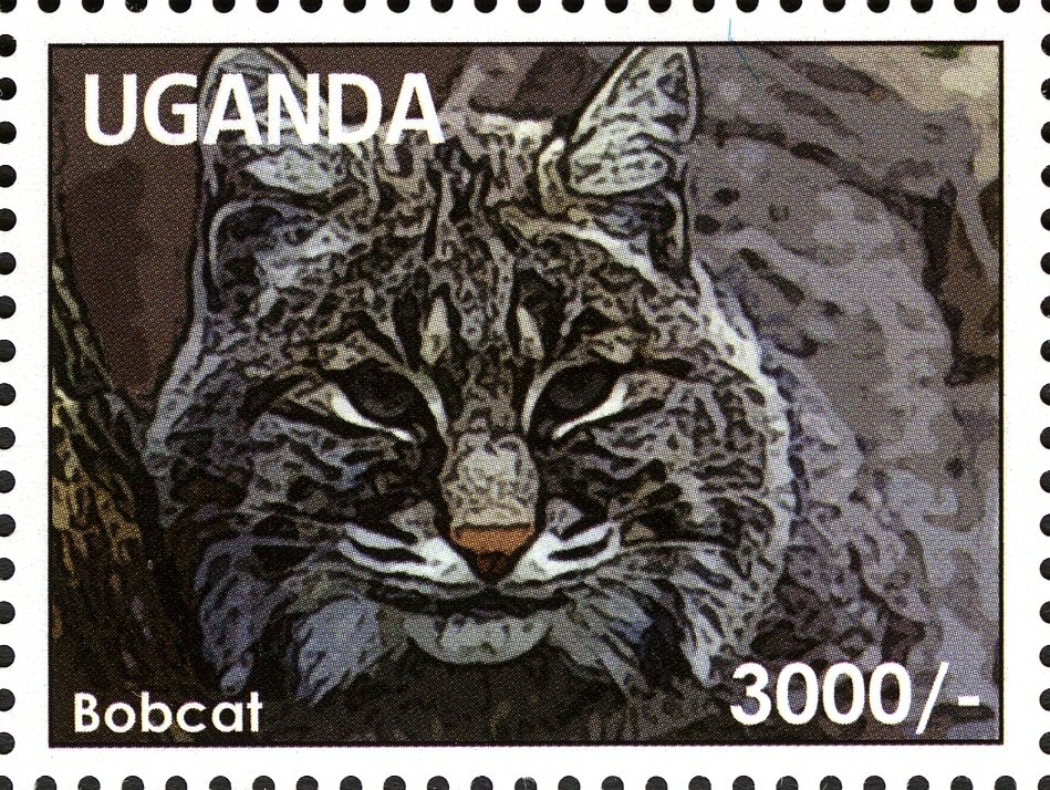 Bobcat (Lynx rufus)