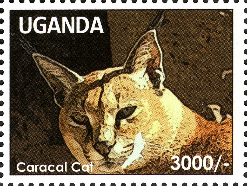Carakal (Caracal caracal)