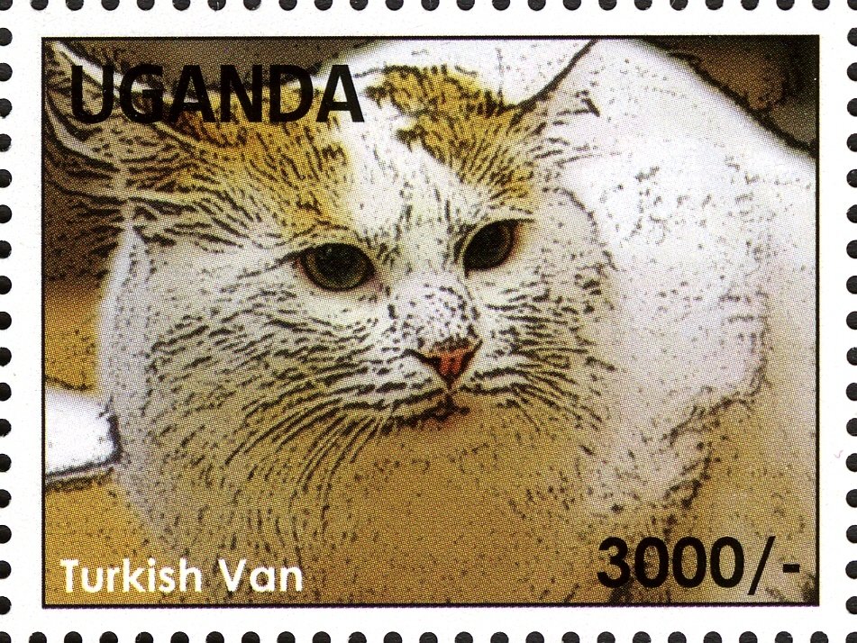 Turkish Van (Felis silvestris catus)