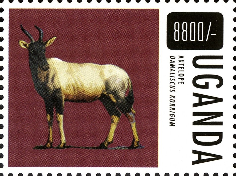 Topi (Damaliscus korrigum)