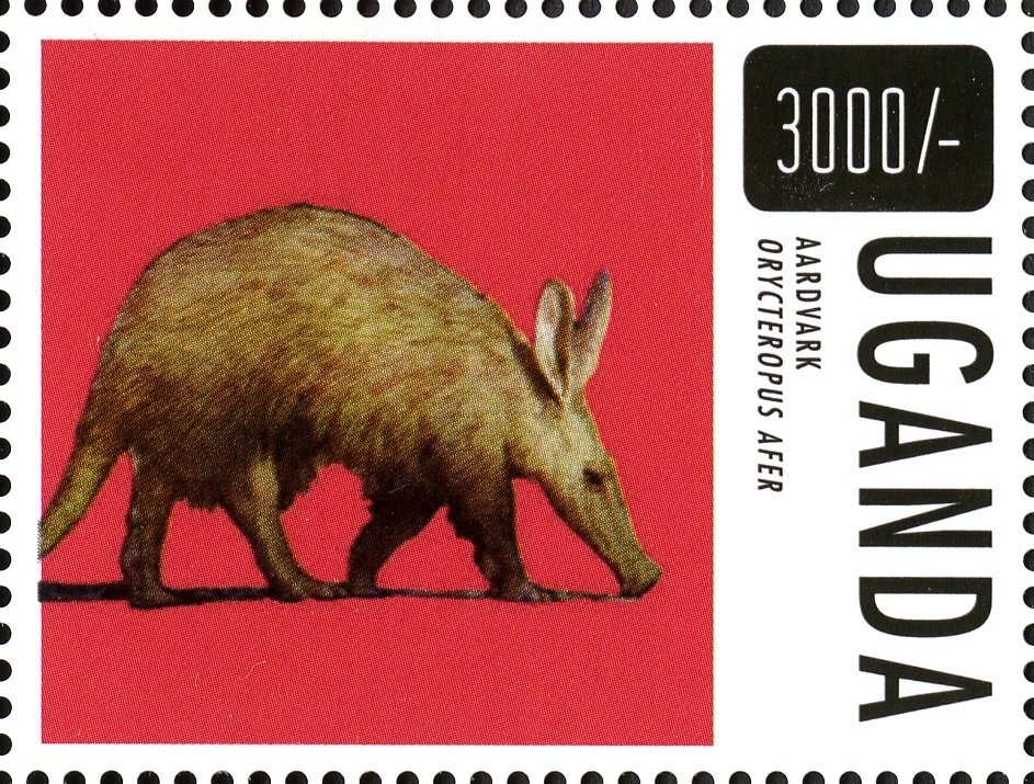 Aardvark (Orycteropus afer)