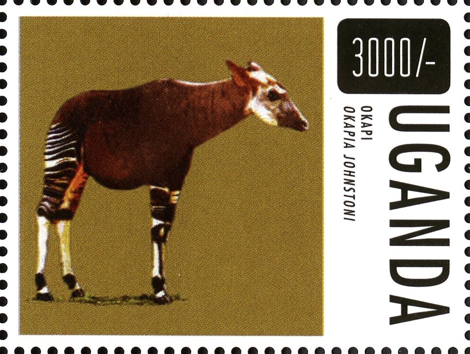 Okapi (Okapia johnstono)