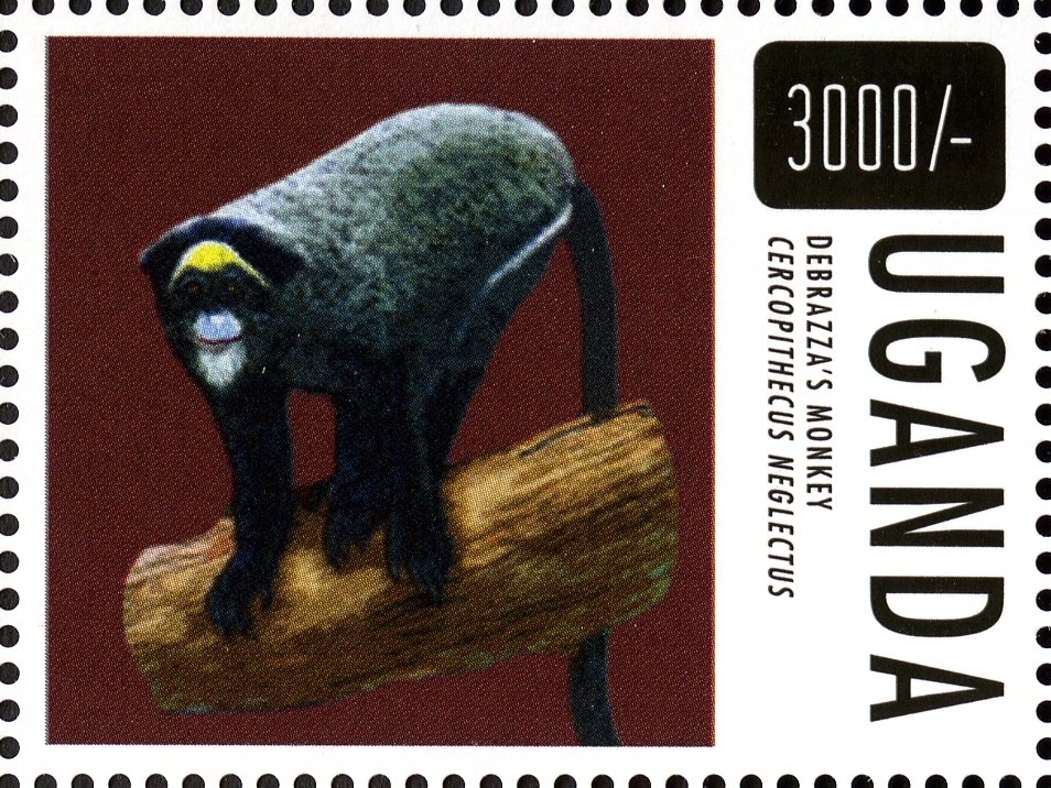 De Brazza's Monkey (Cercopithecus neglectus)