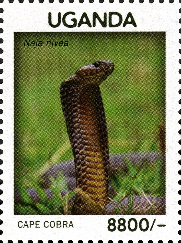 Cape Cobra (Naja nivea)