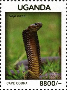 Stamp, Cape Cobra (Naja nivea), Uganda,  , Animals (Fauna), Reptiles, Snakes