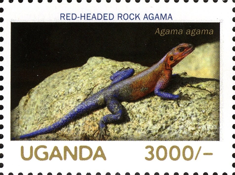 Red-headed Rock Agama (Agama agama)