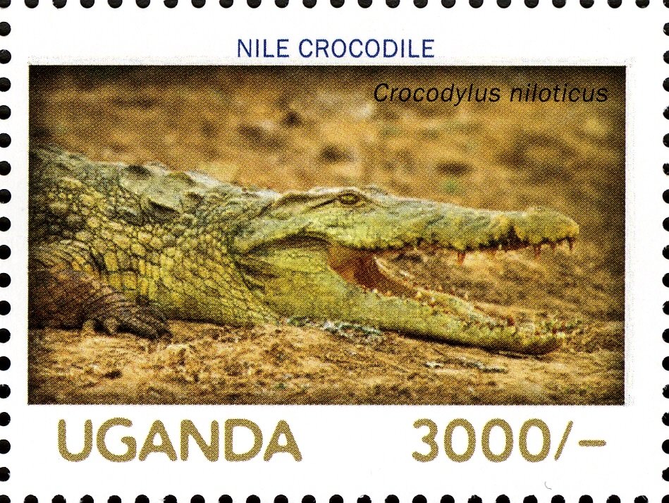 Nile Crocodile (Crocodylus niloticus)