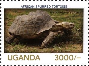 Stamp, African Spurred Tortoise (Geochelone sulcata), Uganda,  , Animals (Fauna), Reptiles, Turtles