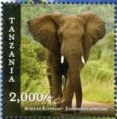 African Elephant (Loxodonta africana)