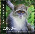 Guenon (Cercopithecus sp.)