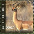 Gerenuk (Litocranius walleri)