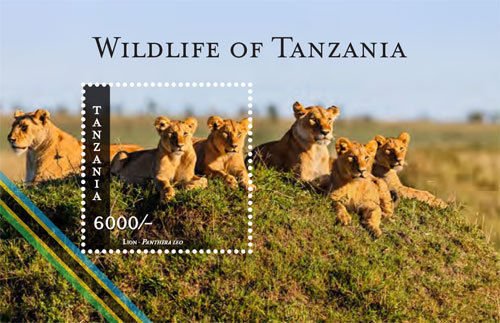 Lion (Panthera leo)