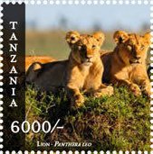 Lion (Panthera leo)