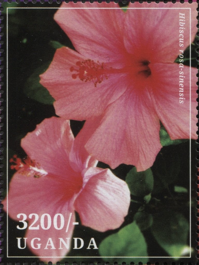 Hibiscus rosa-sinensis