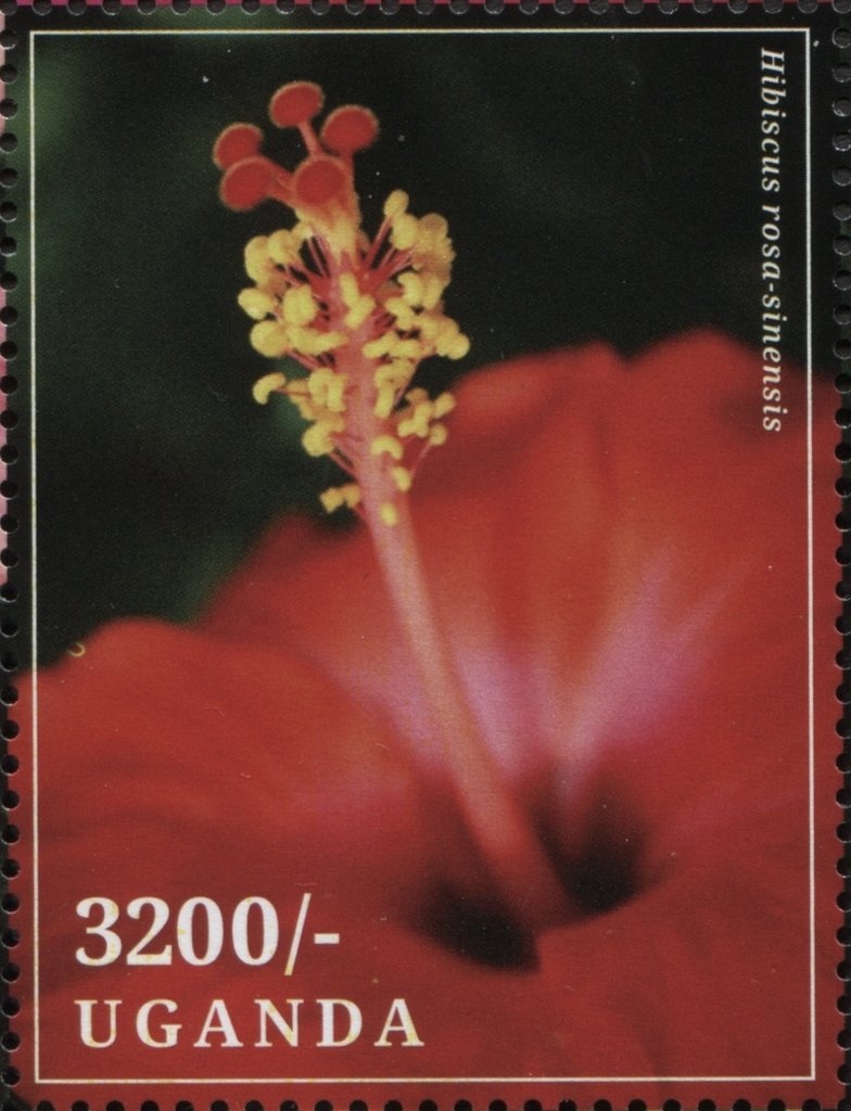 Hibiscus rosa-sinensis