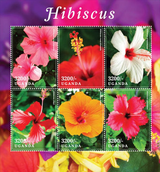 Hibiscus