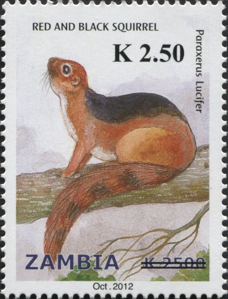 Black and Red Bush Squirrel (Paraxerus lucifer) 