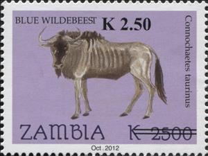 Stamp, Blue Wildebeest (Connochaetes taurinus), Zambia,  , Animals (Fauna), Mammals