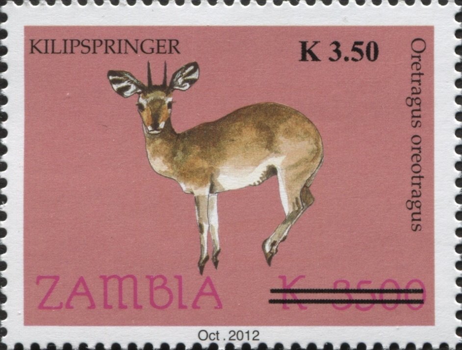 Klipspringer (Oreotragus oreotragus)